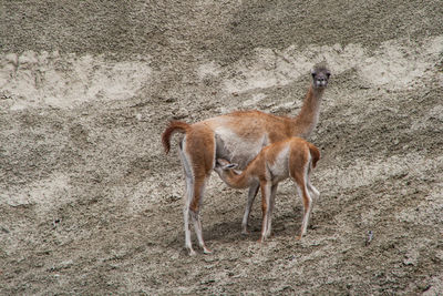 Female guanaco feeding to infant on ground
