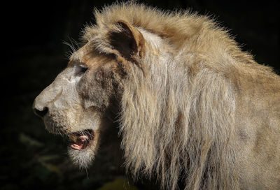 Close-up of an animal looking away