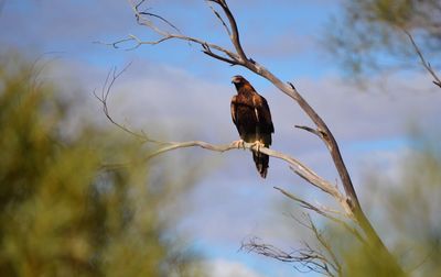 Low angle view of bird perching on branch against sky