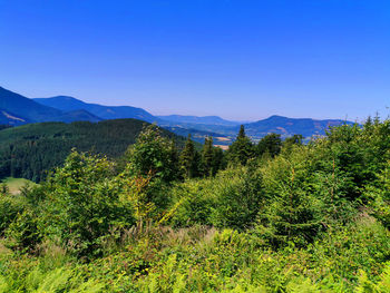 Plants growing on land against clear blue sky