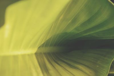 Full frame shot of yellow leaves