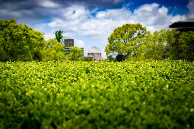 Trees growing on field against sky
