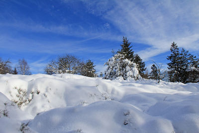 Snow covered trees against blue sky