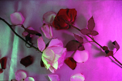 Close-up of pink flowers