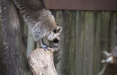 Raccoon, washing bear procyon lotor, climbing down a tree