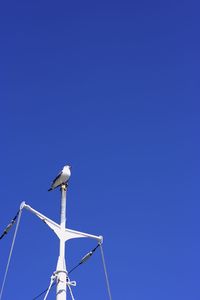 Low angle view of bird on windmill against clear blue sky