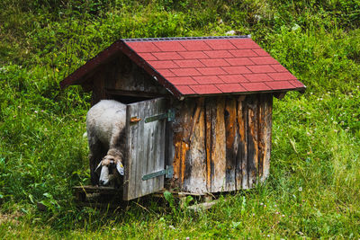 House on field