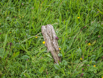 Plant growing on grassy field