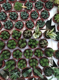 Full frame shot of potted plants for sale at market
