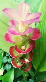 Close-up of flower