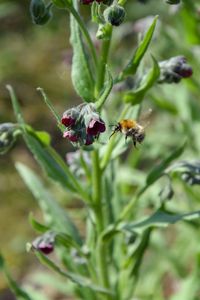 Close-up of insect on flower