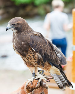 Close-up of bird