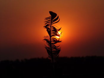 Close-up of silhouette plant on field against orange sky