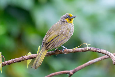 Close-up of bird perching on branch