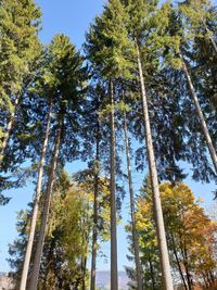 Low angle view of bamboo trees