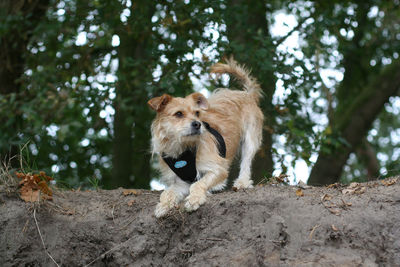 Dog on sand against trees