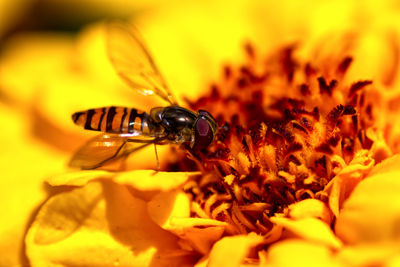 Close-up of bee pollinating on flower