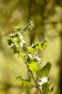 Close-up of flowering plant leaves