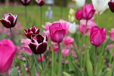 Close-up of pink flowering tulip plants