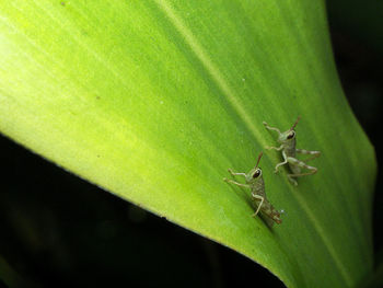 Close-up of ant on leaf