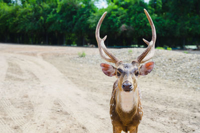 Portrait of deer