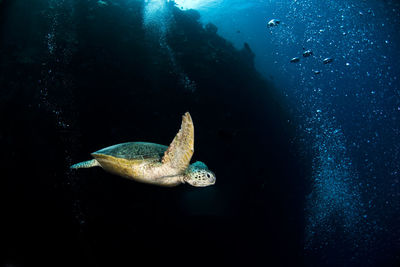 Turtle swimming in sea