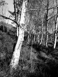 Close-up of wet tree against sky