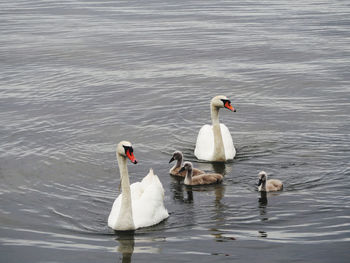 Swans swimming in lake