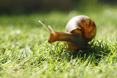 Close-up of snail on grass