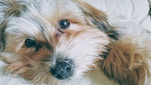 Close-up portrait of dog at home