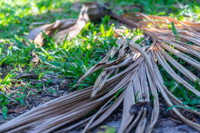 High angle view of plants growing on field