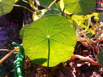 Close-up of fresh green plant