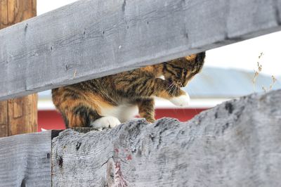 Between fence planks cleaning herself