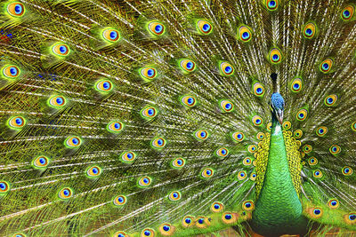 Full frame shot of peacock