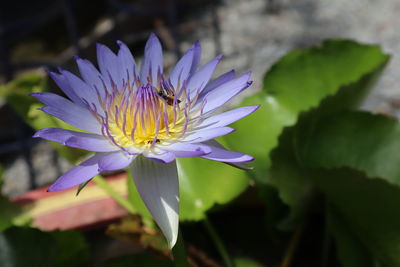 Close-up of purple water lily