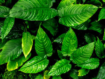 Full-frame freshness tropical leaves surface texture in dark tone as rife nature background