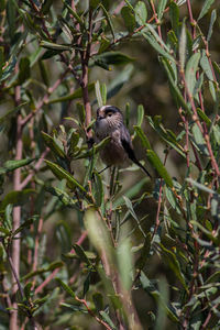 Bird perching on a tree