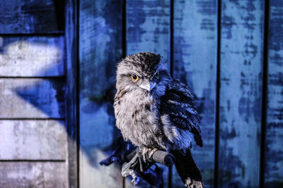 Portrait of owl perching on wood