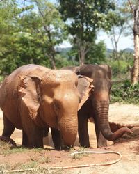 View of elephant in sunlight