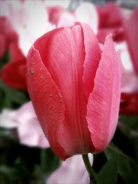 Close-up of red rose