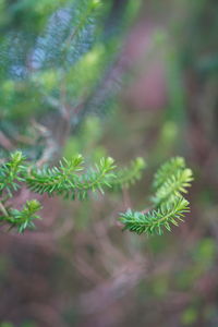 Close-up of fresh green plant in field