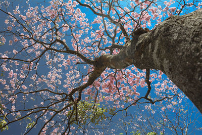 Low angle view of flowers against blue sky