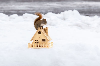 Side view of tiny american red squirrel perched on tiny wooden house foraging for peanuts in winter