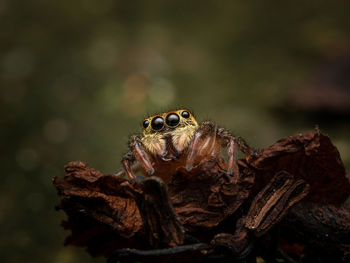 Close-up of frog on tree