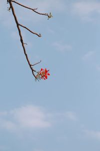 Low angle view of red flowering plant against sky