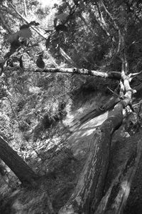 Close-up of tree trunk