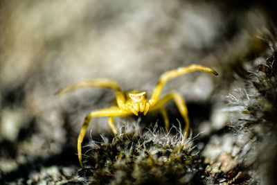 Close-up of spider
