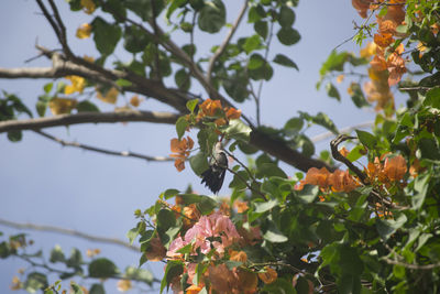 Close-up of leaves against blurred background