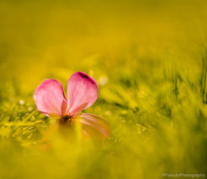 Close-up of pink flowering plant on field
