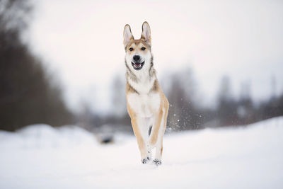 Portrait of a dog running on snow